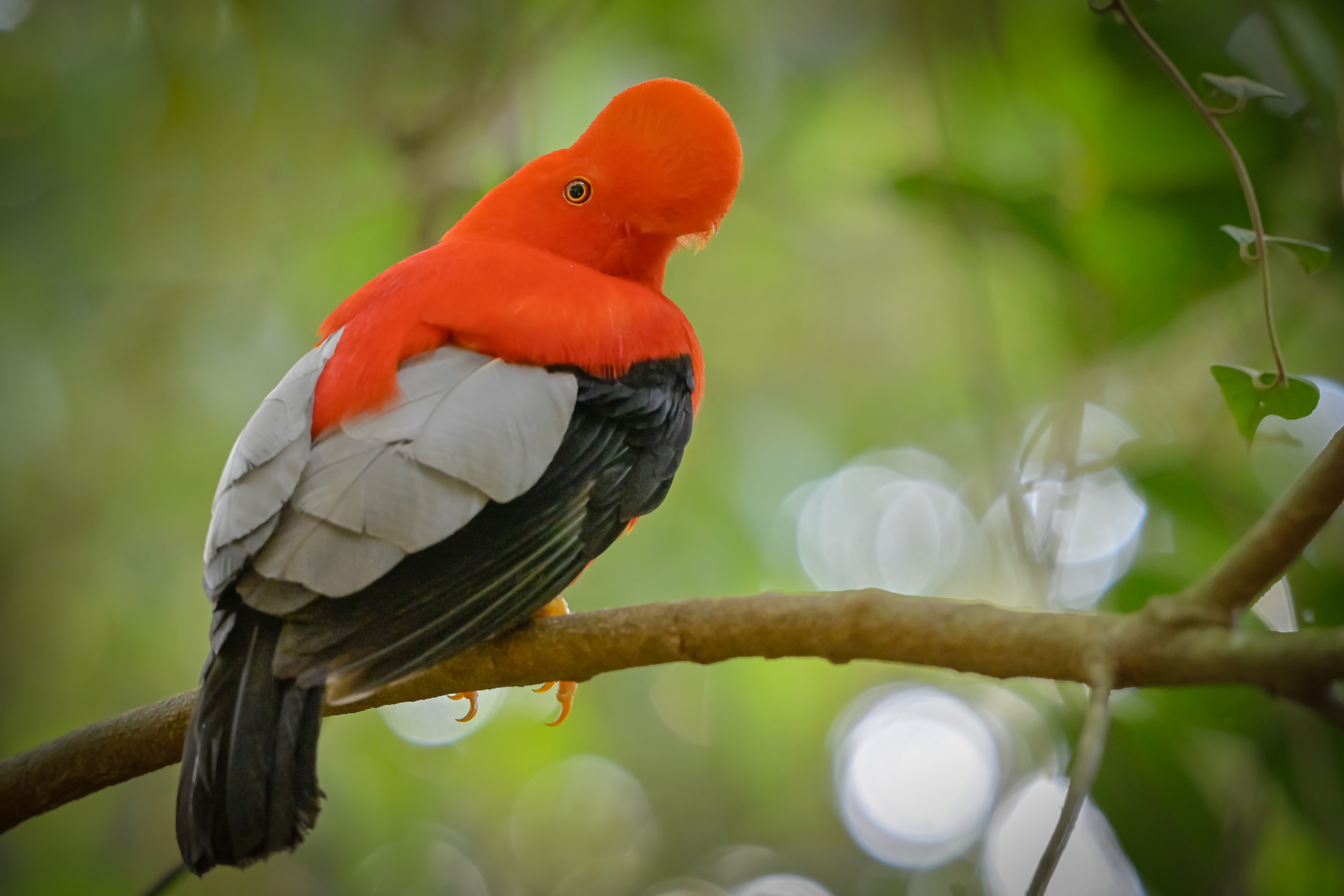 COLOMBIA’S ULTIMATE BIRD PHOTO TOUR 16D -  15N